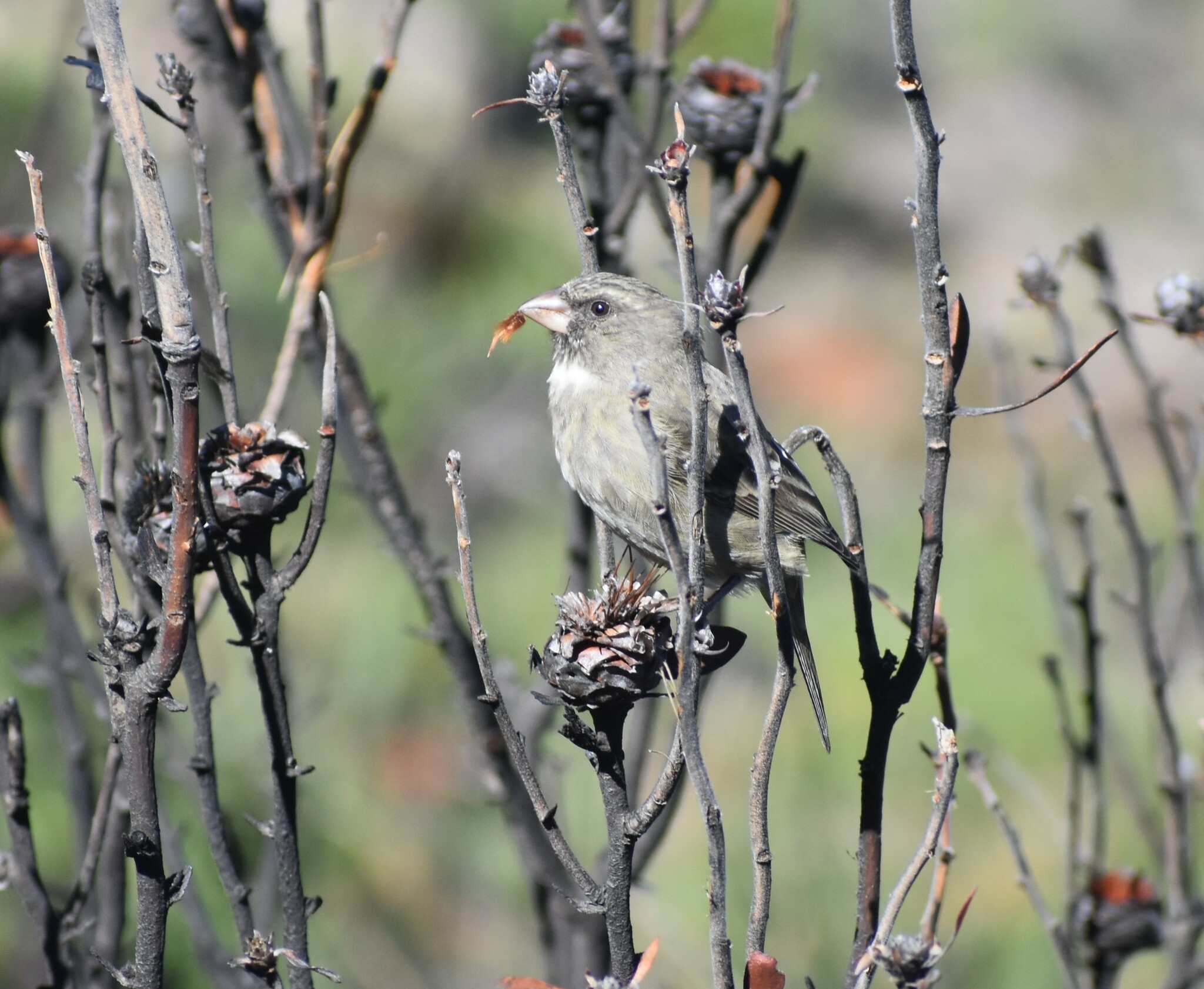 Protea Canary (Crithagra leucoptera), photo 7
