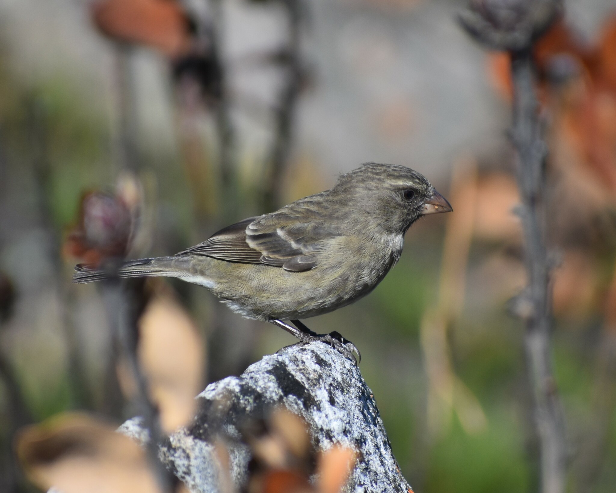 Protea Canary (Crithagra leucoptera), photo 6