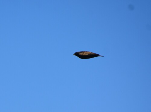 Black-eared Sparrow-Lark (Eremopterix australis), photo 4