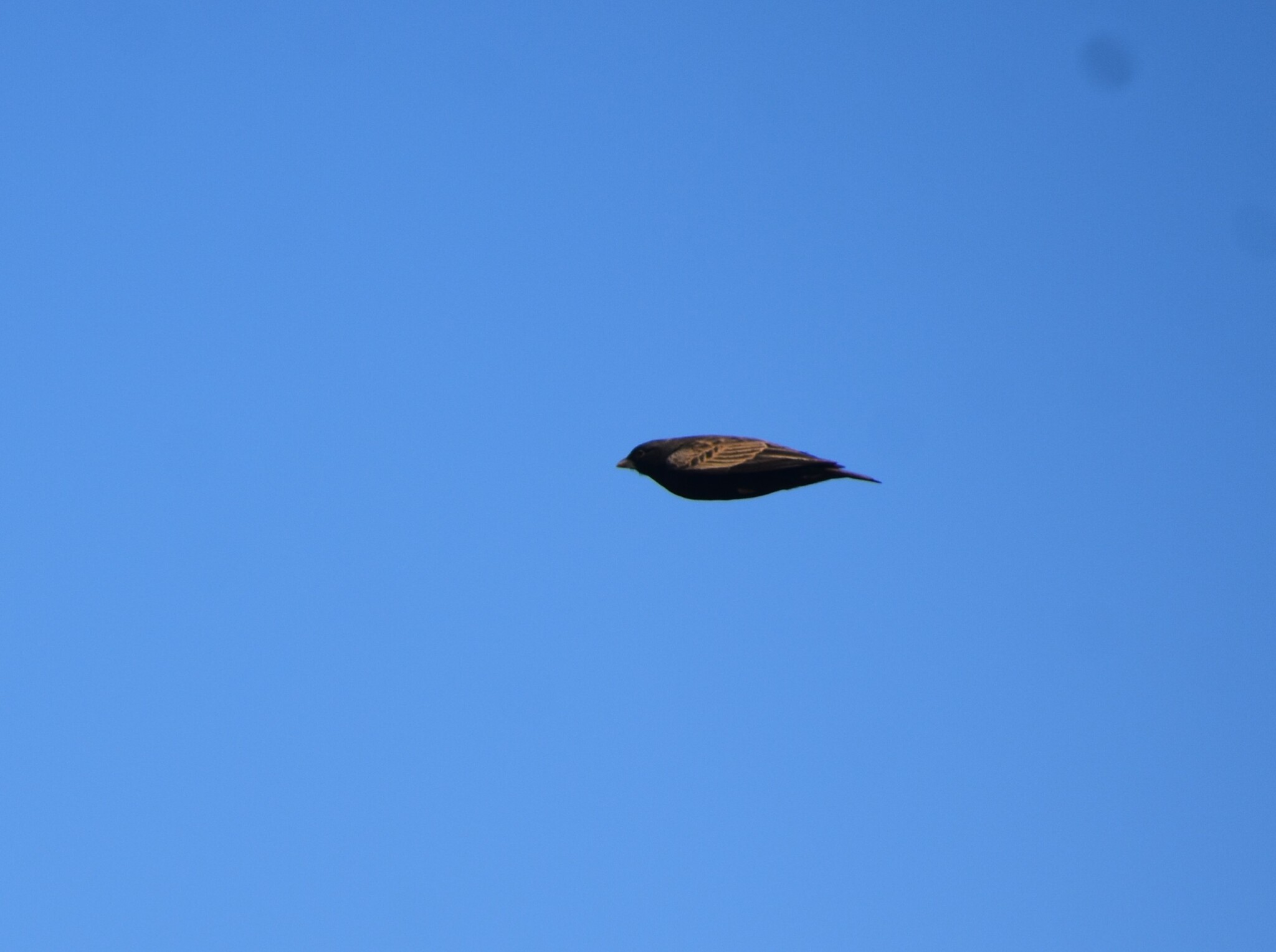 Black-eared Sparrow-Lark (Eremopterix australis), photo 6