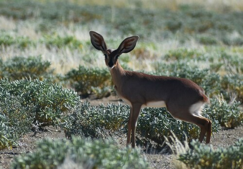 Steenbok (Raphicerus campestris)