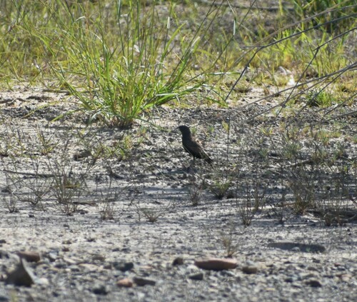 Black-eared Sparrow-Lark (Eremopterix australis), photo 9