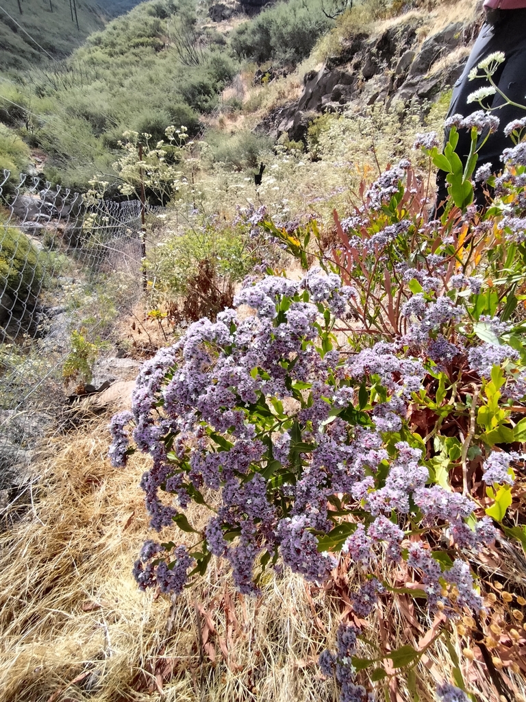 Limonium redivivum