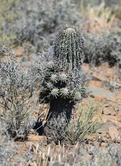 Euphorbia stellispina, photograph (c) Justin Ponder, some rights reserved (CC BY)
