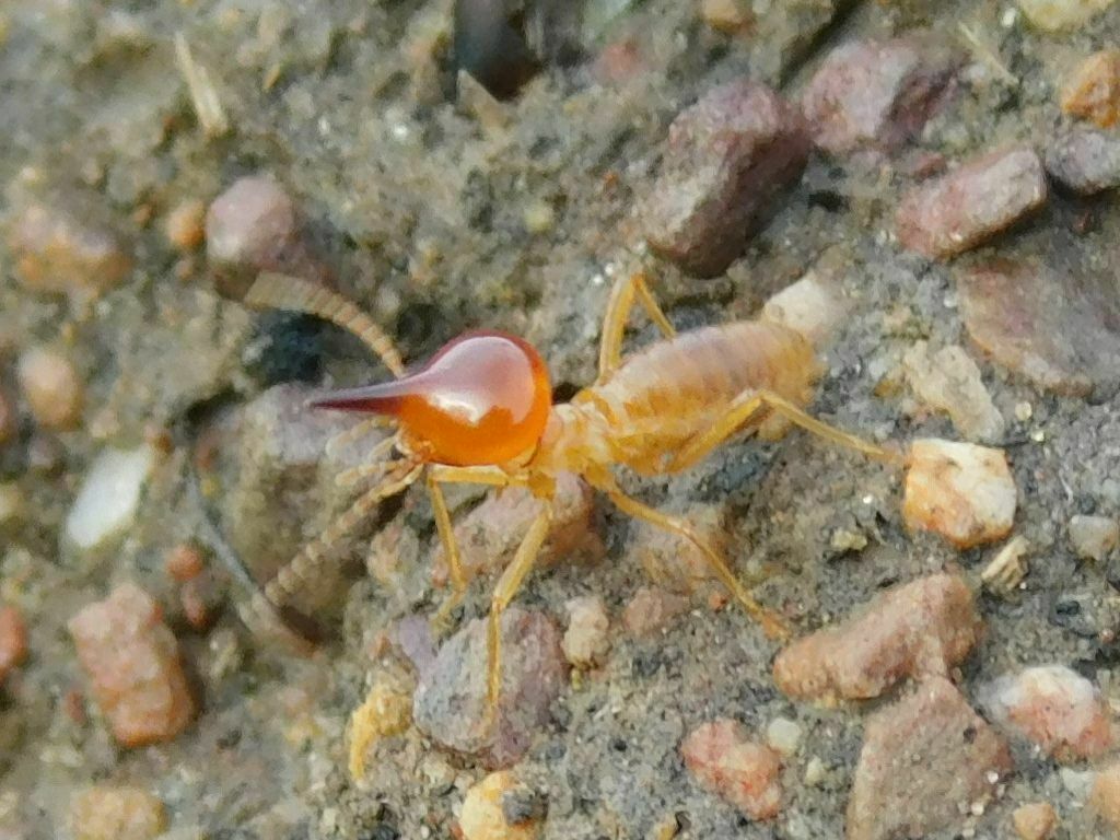 Snouted Harvester Termite