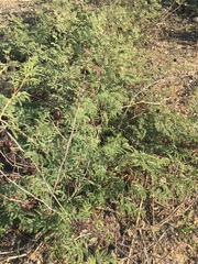 Prosopis farcta
