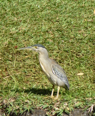 Butorides striata