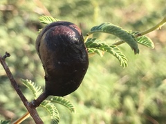 Prosopis farcta