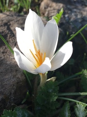Crocus aleppicus