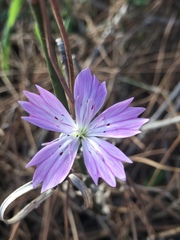 Dianthus strictus