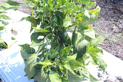 Capsicum annuum annuum