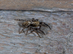 Pseudeuophrys obsoleta