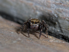 Pseudeuophrys obsoleta