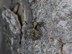 Pseudeuophrys obsoleta