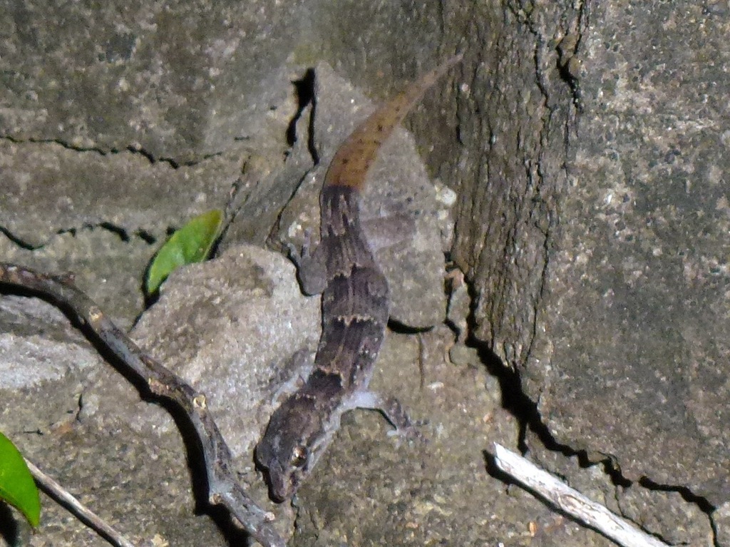 Serpent Island Night Gecko