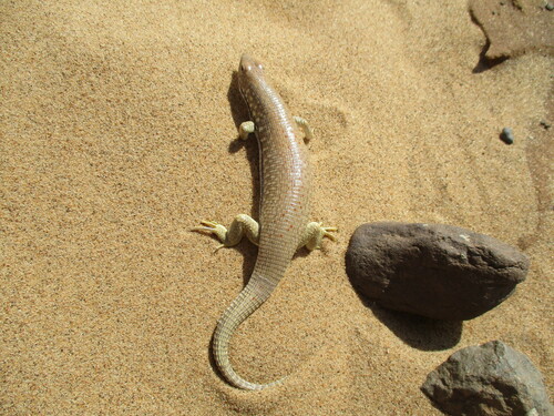 Desert Plated Lizard, Gerrhosaurus skoogi