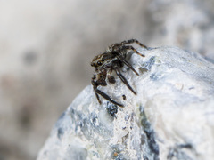 Pseudeuophrys obsoleta