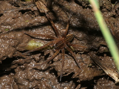 Dolomedes mizhoanus