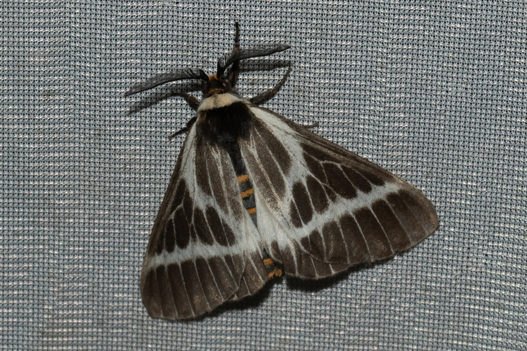 Sabalia