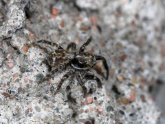 Pseudeuophrys obsoleta