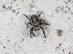 Pseudeuophrys obsoleta