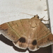 Achaea orthogramma - Photo (c) CORDENOS Thierry, some rights reserved (CC BY-NC), uploaded by CORDENOS Thierry