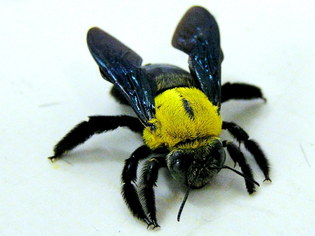 Yellow-sided Carpenter