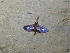 Diaphania praxialis