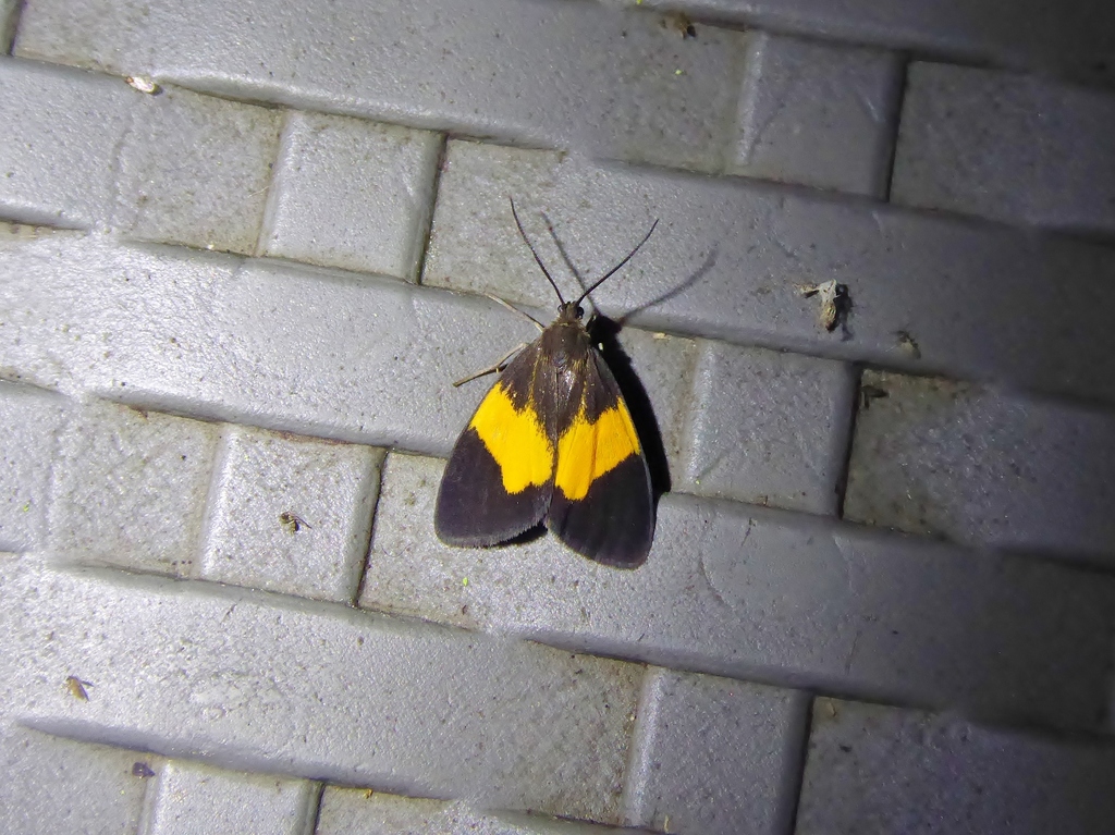 Stenoplastis