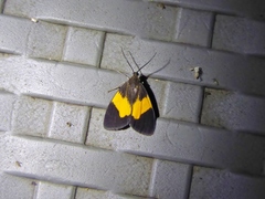 Stenoplastis flavinigra