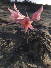 Zephyranthes ananuca