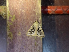 Herminodes tessellata