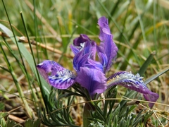 Iris tigridia