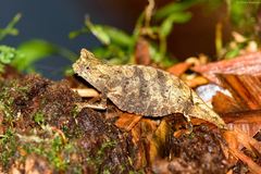 Brookesia superciliaris