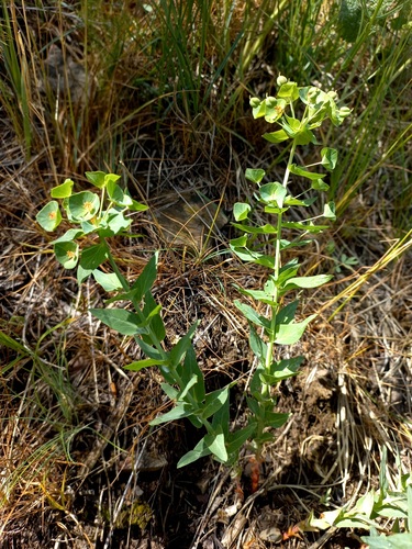 Euphorbia sewerzowii