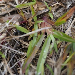 Caledoniscincus austrocaledonicus