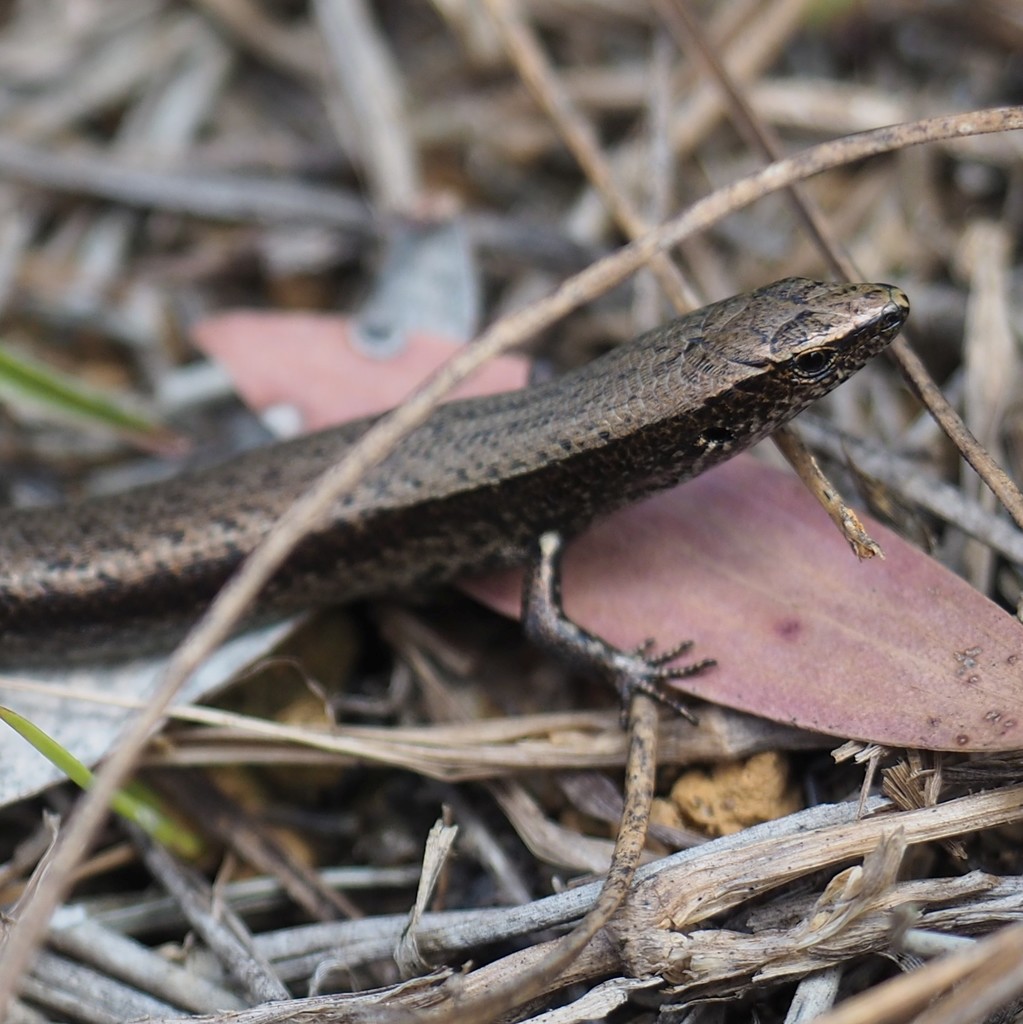 Common Litter Skink