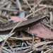 Common Litter Skink - Photo (c) Jakob Fahr, some rights reserved (CC BY-NC), uploaded by Jakob Fahr