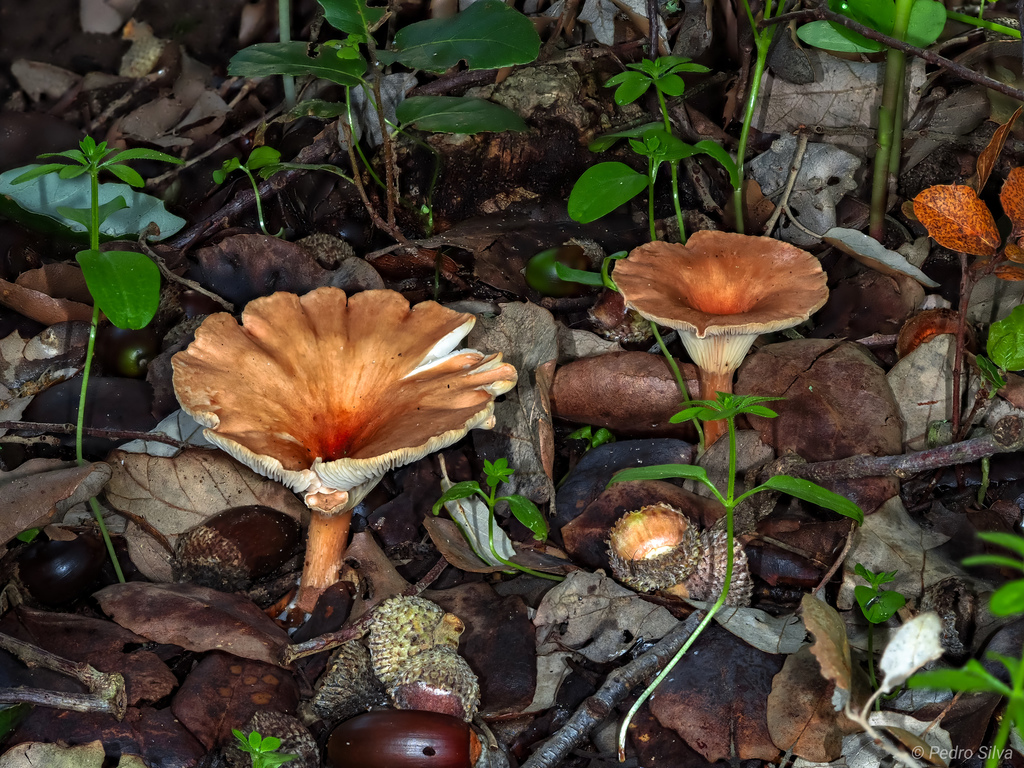 Infundibulicybe mediterranea