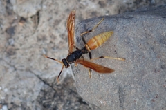 Polistes comanchus comanchus