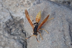 Polistes comanchus comanchus