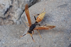Polistes comanchus comanchus