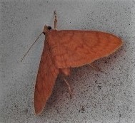 Hyalobathra