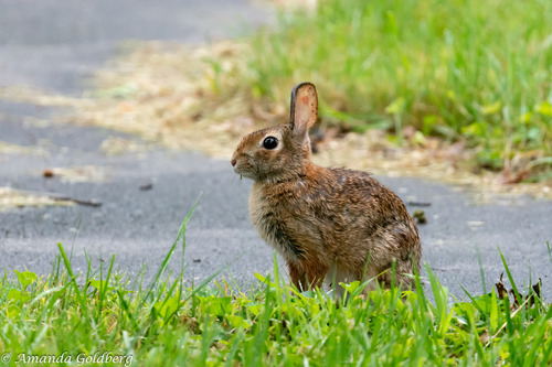 Eastern Cottontail photographed in Virginia
