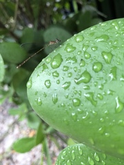Nehalennia pallidula