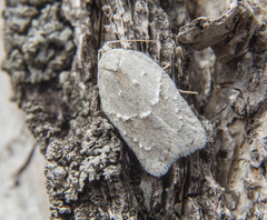 Acleris logiana