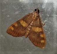 Rehimena surusalis