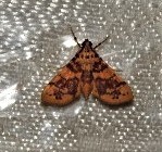 Conogethes haemactalis