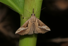 Hypena zillana