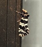 Ardiosteres moretonella